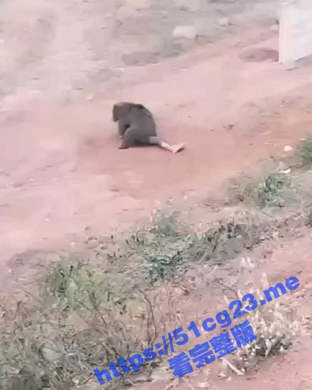 可怕！狗熊把人咬伤后骑在人的身上貌似在啃咬吃人 而身下的人早已没了动静-51吃瓜网