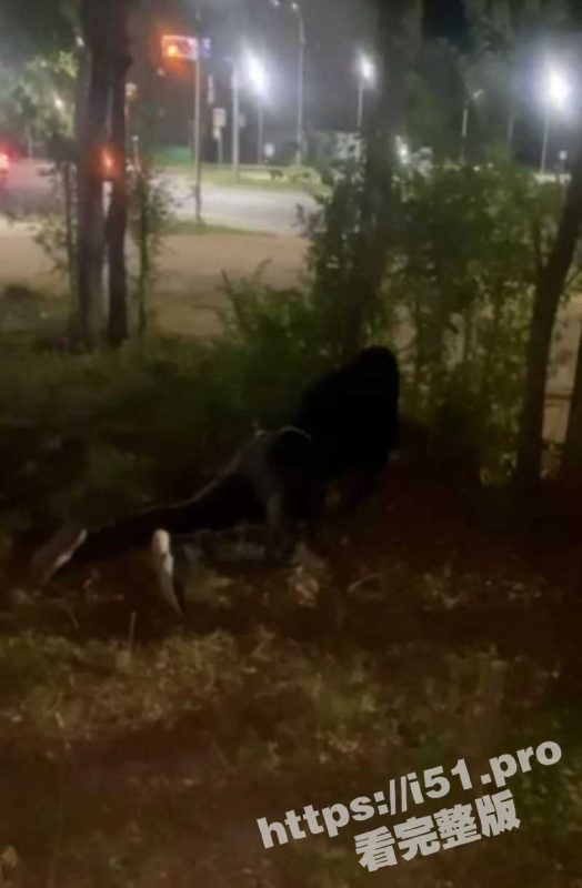 乌克兰一男子深夜买醉 竟在路边草丛旁强奸母狗 事后狗子的表情很绝望啊！-51吃瓜网
