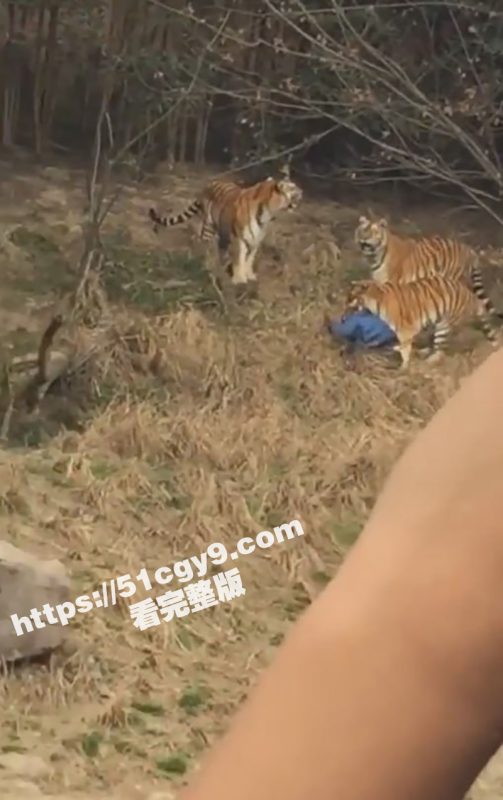 浙江宁波雅戈尔动物园 老虎吃人事件 现场完整高清版视频来袭！-51吃瓜网